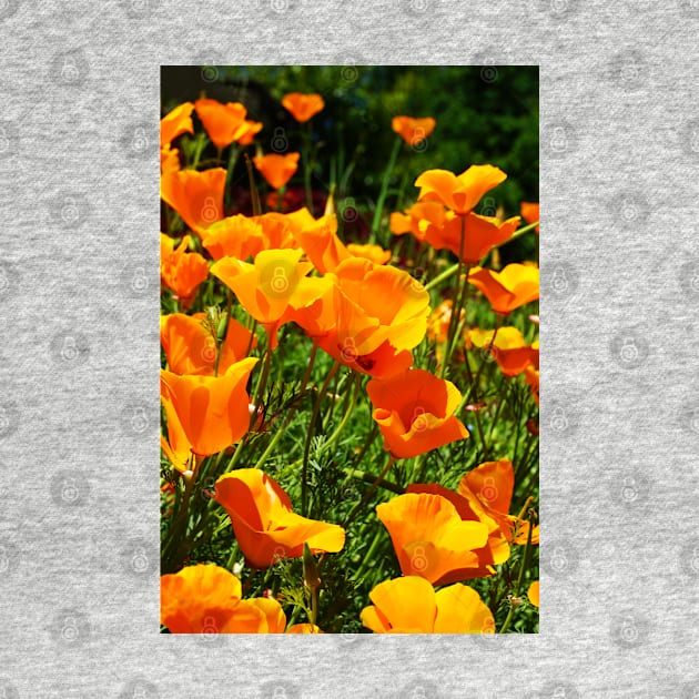 California Poppies Photograph by bumblefuzzies